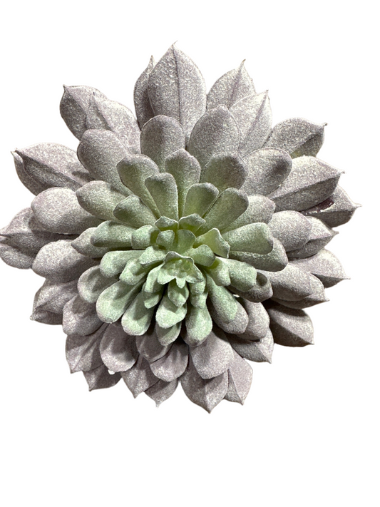 Sprouting Sempervivum Rosette