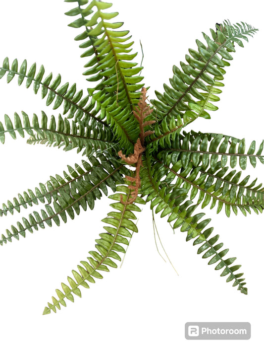 Fern