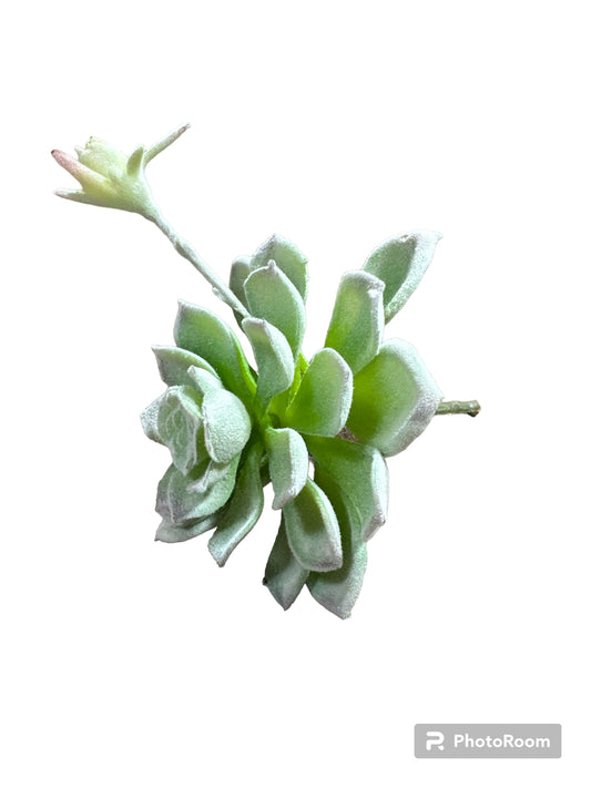 Green  Succulent Pick