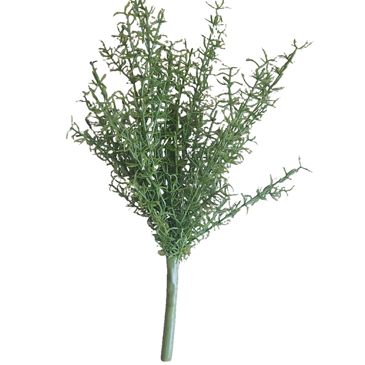 Rosemary Bush