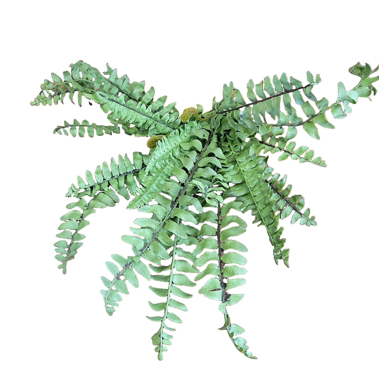 Boston Fern Bush