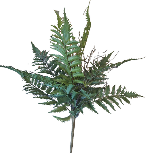 Fern Bush