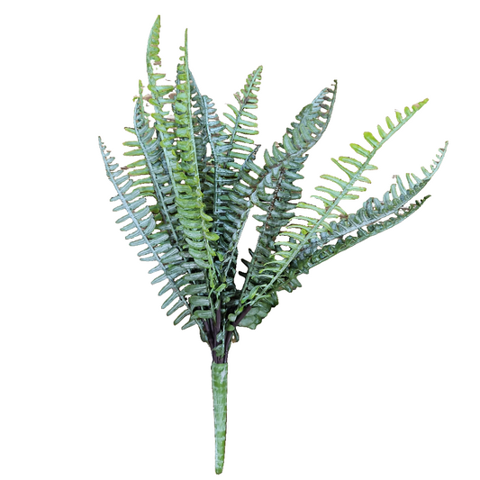 Fern