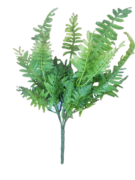 Fern