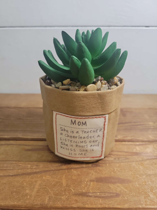 Potted succulent